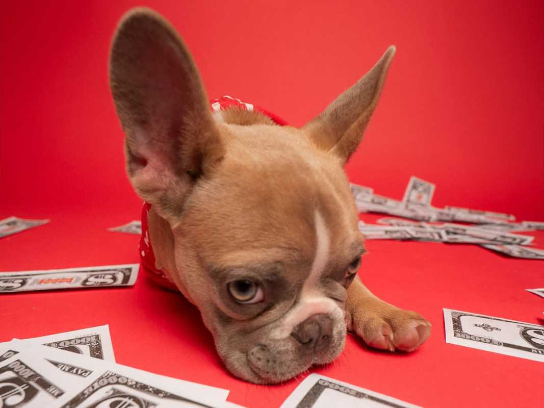 How Pet Insurance Can Help Limit Pet Expenses